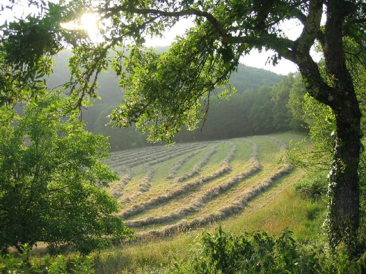 Domaine De Cantegrel - Gites De Charme Et Suite Troglodyte En Perigord Вітрак Екстер'єр фото